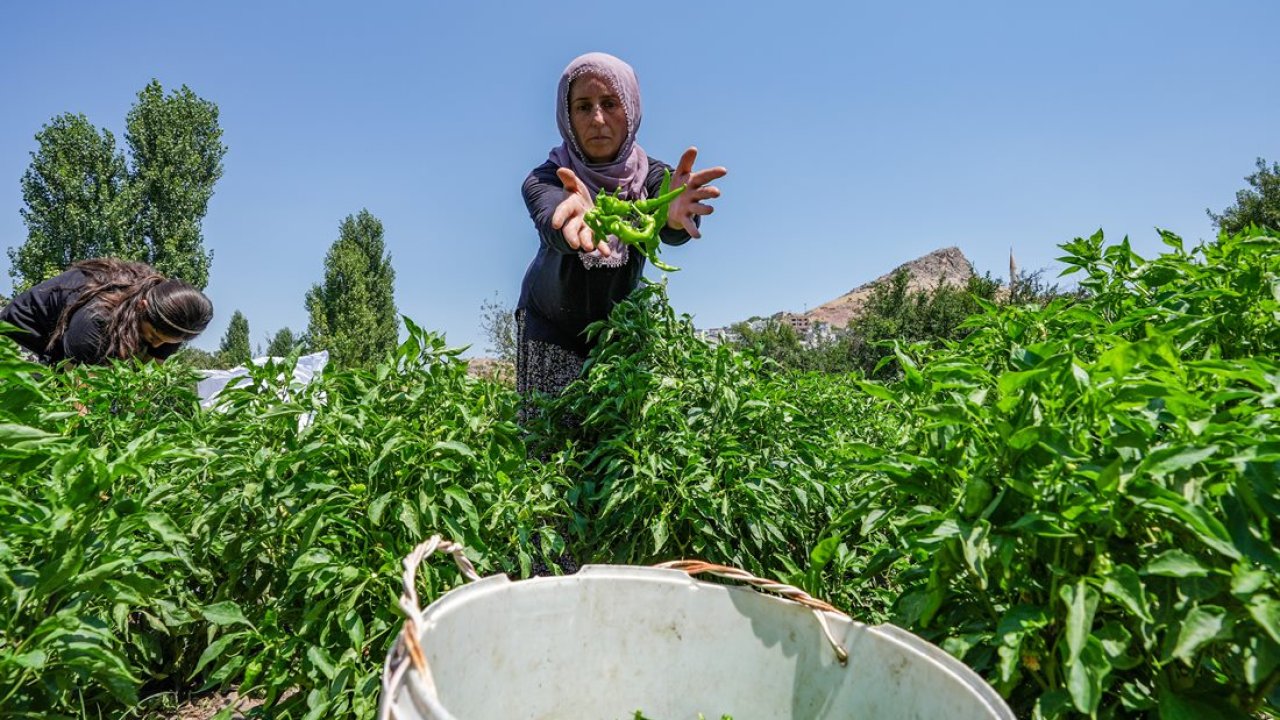 Diyarbakır’ın Çermik biberi Avrupa yolunda