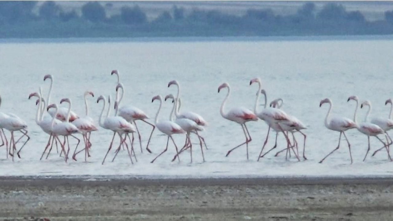 Binlerce Flamingo Van’a akın etti