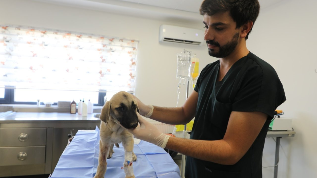 Diyarbakır'da ölümcül hastalıktan kurtulan köpek tedaviye alındı