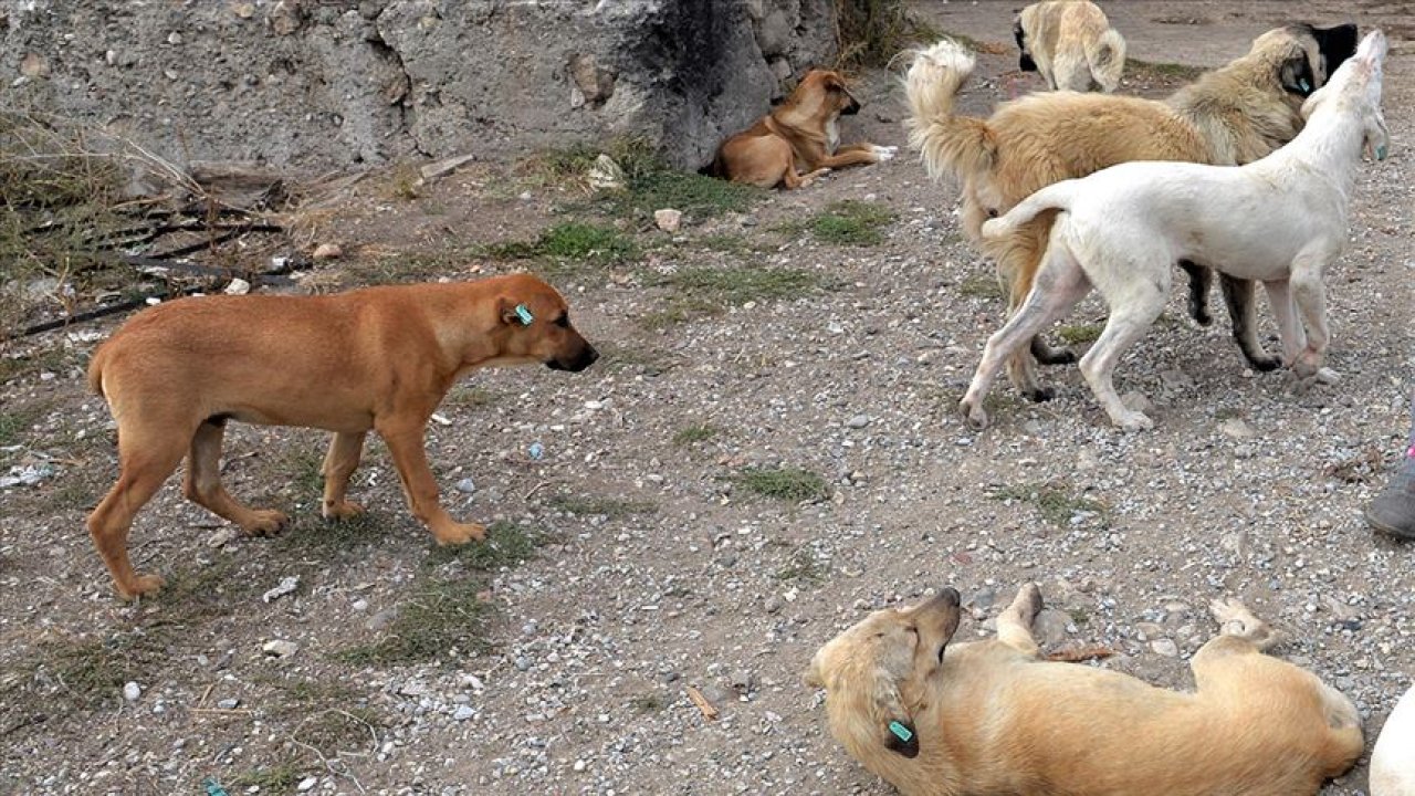 Sokak köpekleri başka köpeğe saldırdı