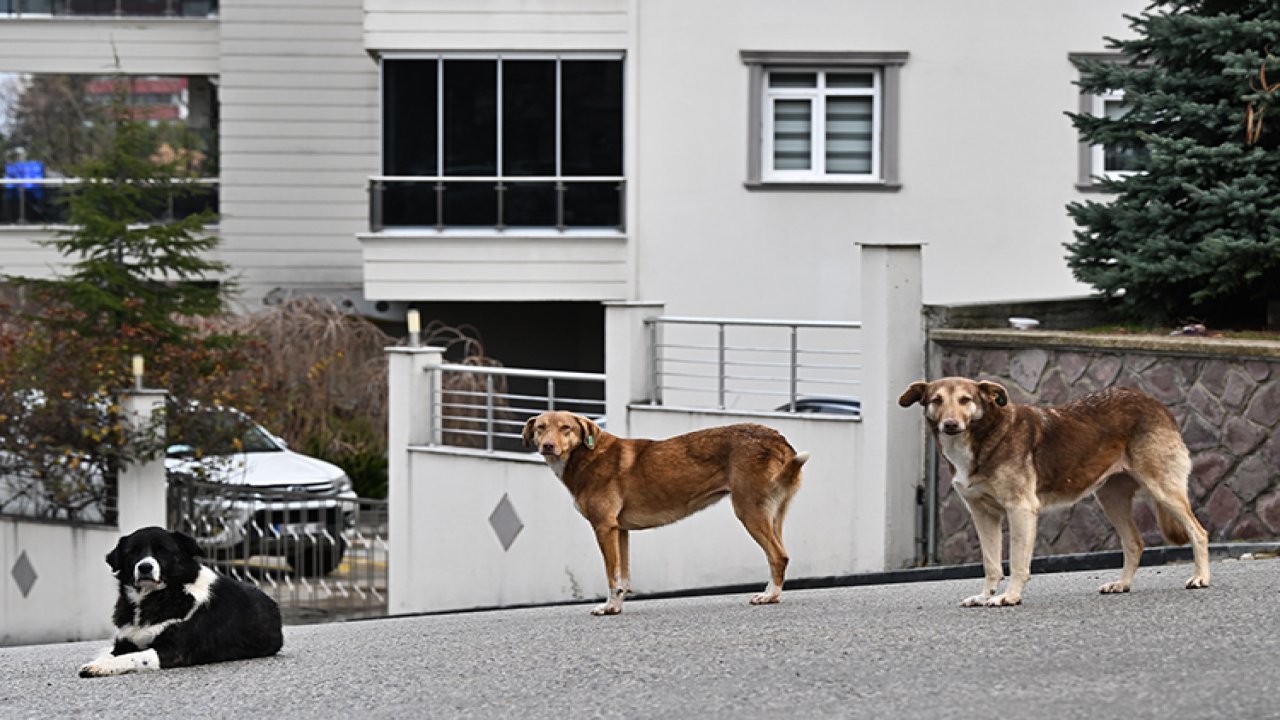 Yaşlı kadın 3 köpeğin saldırısına uğradı: Parmakları koptu