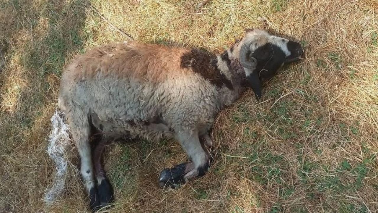 Diyarbakır’da sokak köpekleri 19 koyunu telef etti