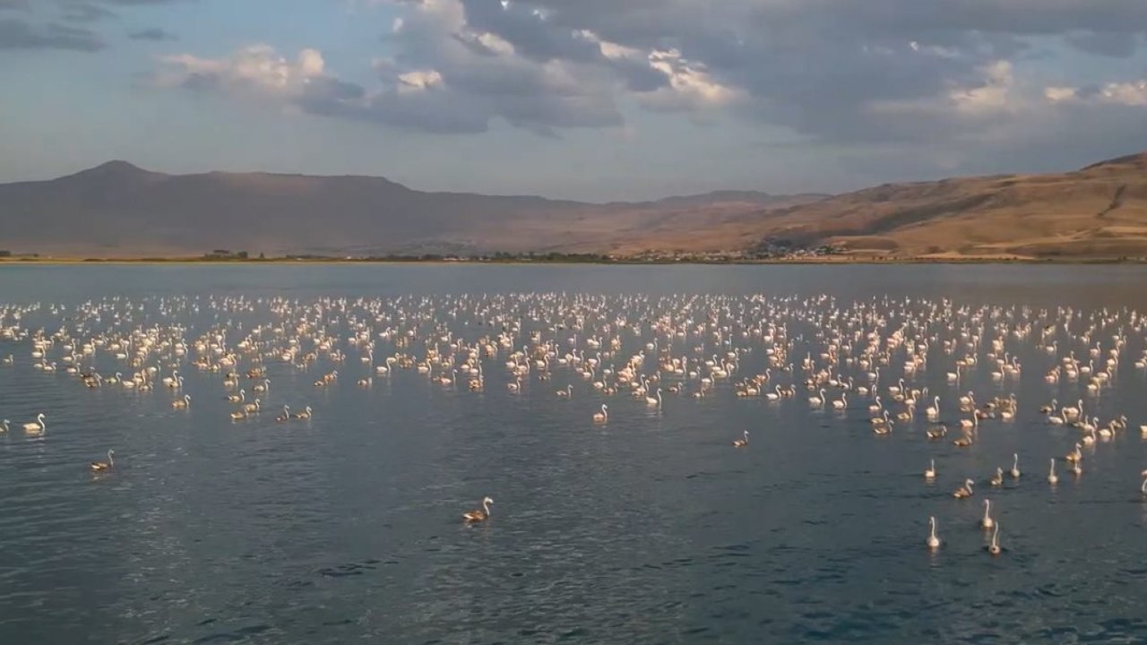 Van Gölü Havzası’nda Flamingo şöleni