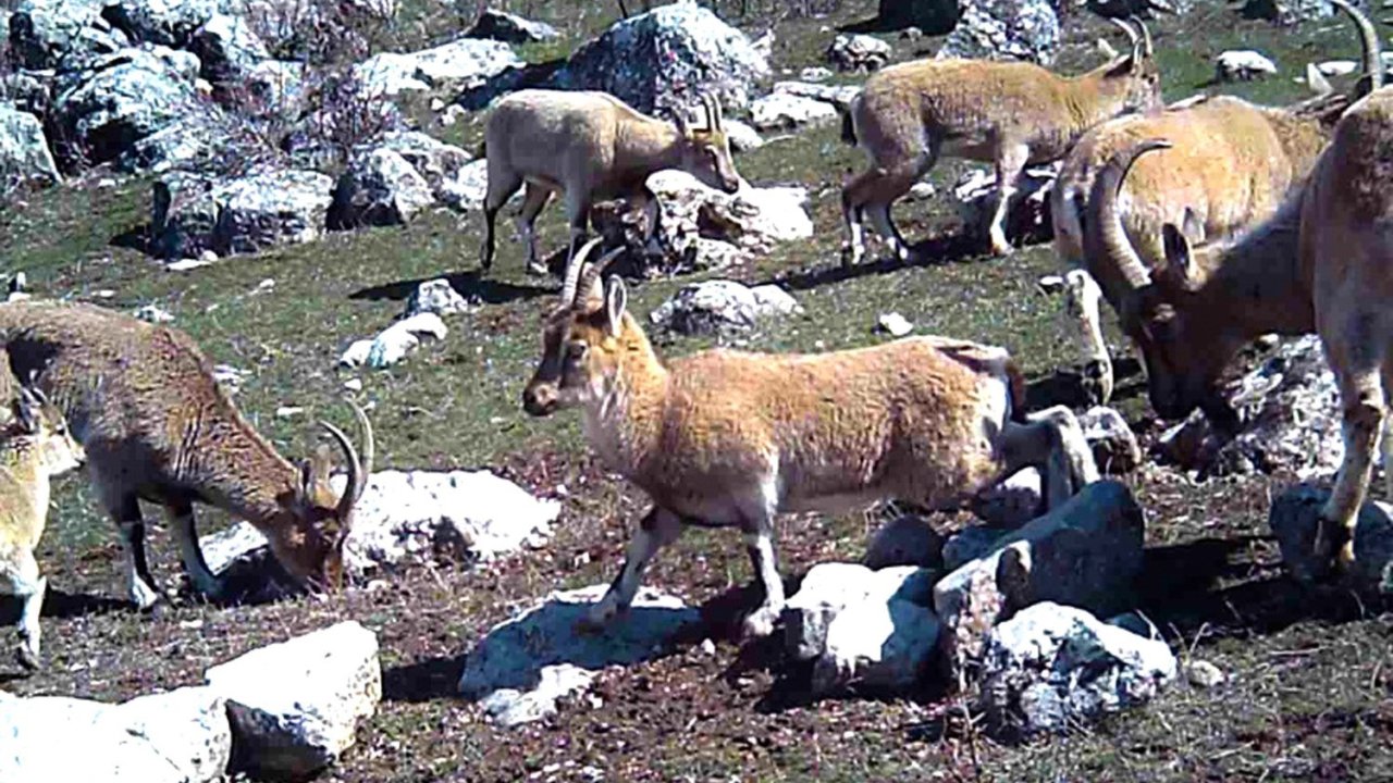 Erzincan’da yaban keçileri sürü halinde görüntülendi