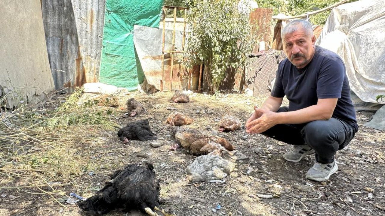 Kümeste köpek katliamı: 60 tavuk öldü