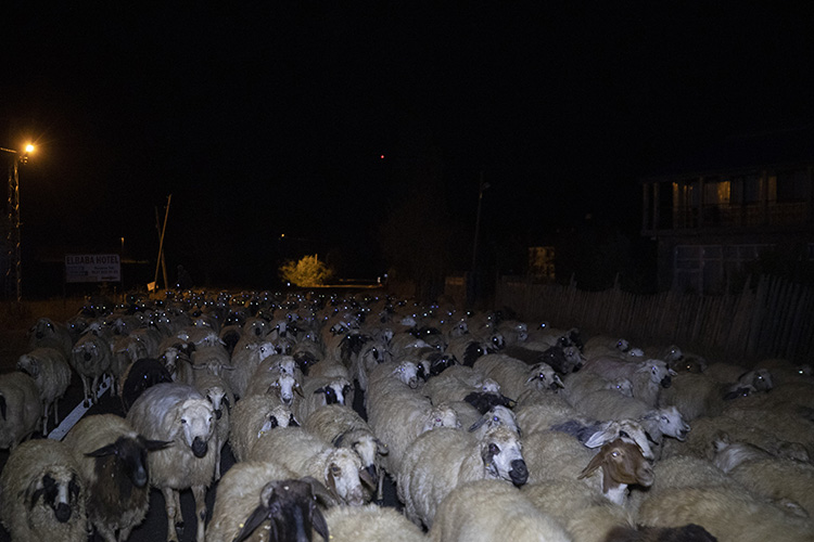 Tunceli'de kurt saldırısı, 3 koyun öldü