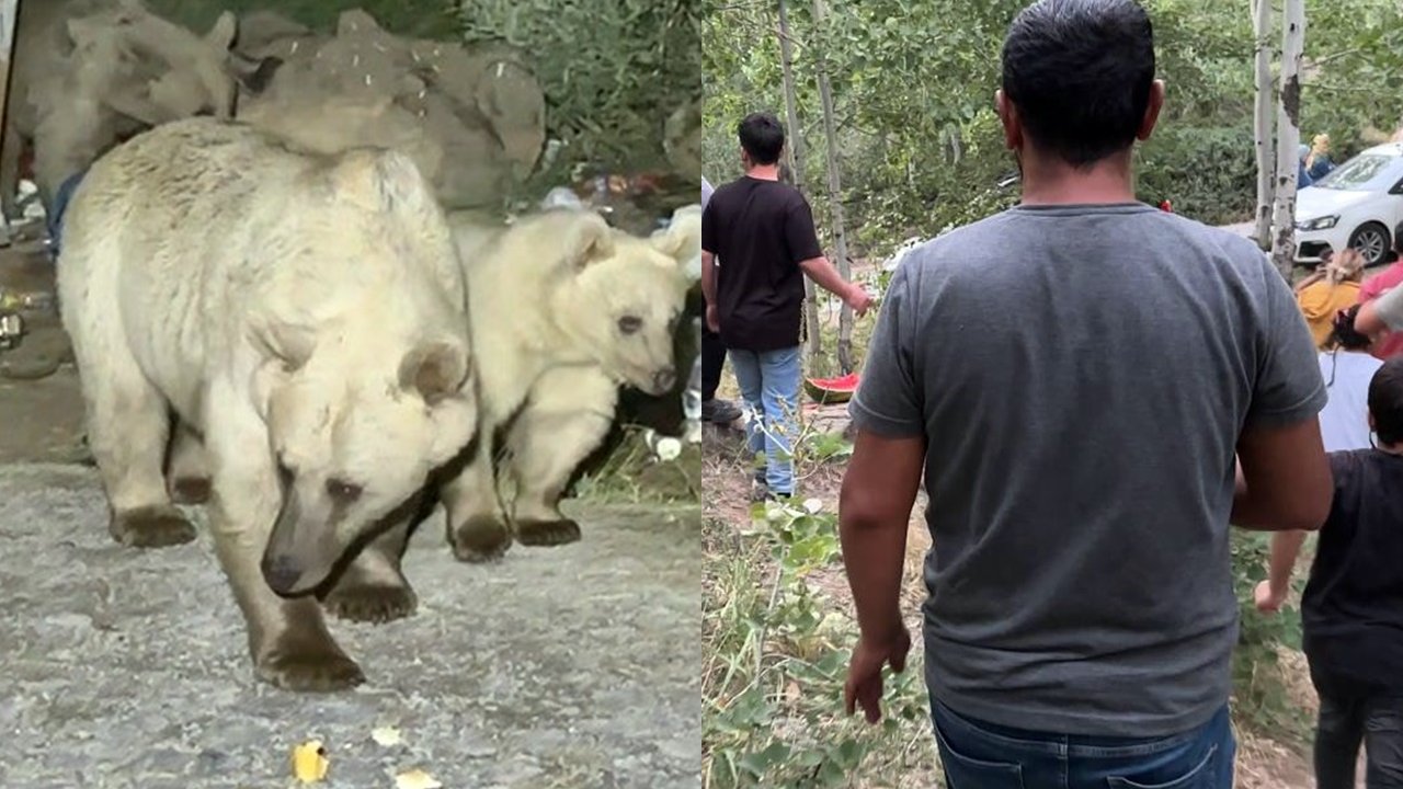 Ayılar piknikçilerin sofrasına ortak oldu: Aman dikkat!