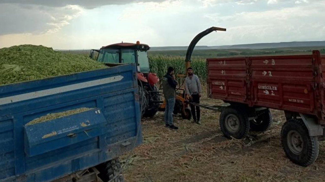 Silajlık mısır hasadı başladı: Çiftçiler umutlu