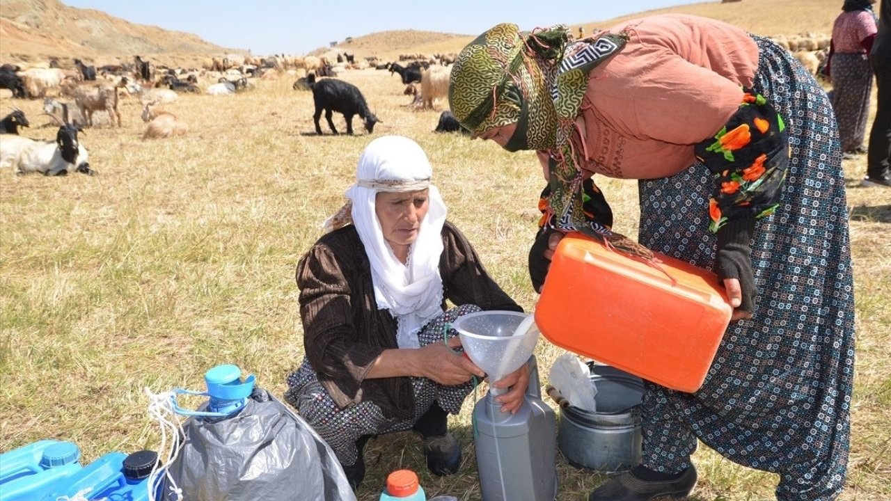 Yüksekovalı Berivanlar zorlu şartlarda aile ekonomisine katkı sağlıyor