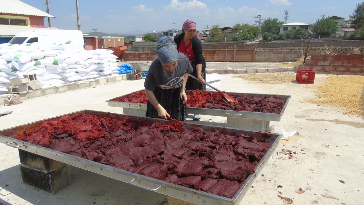 Tescilli biberin salça yolculuğu başladı