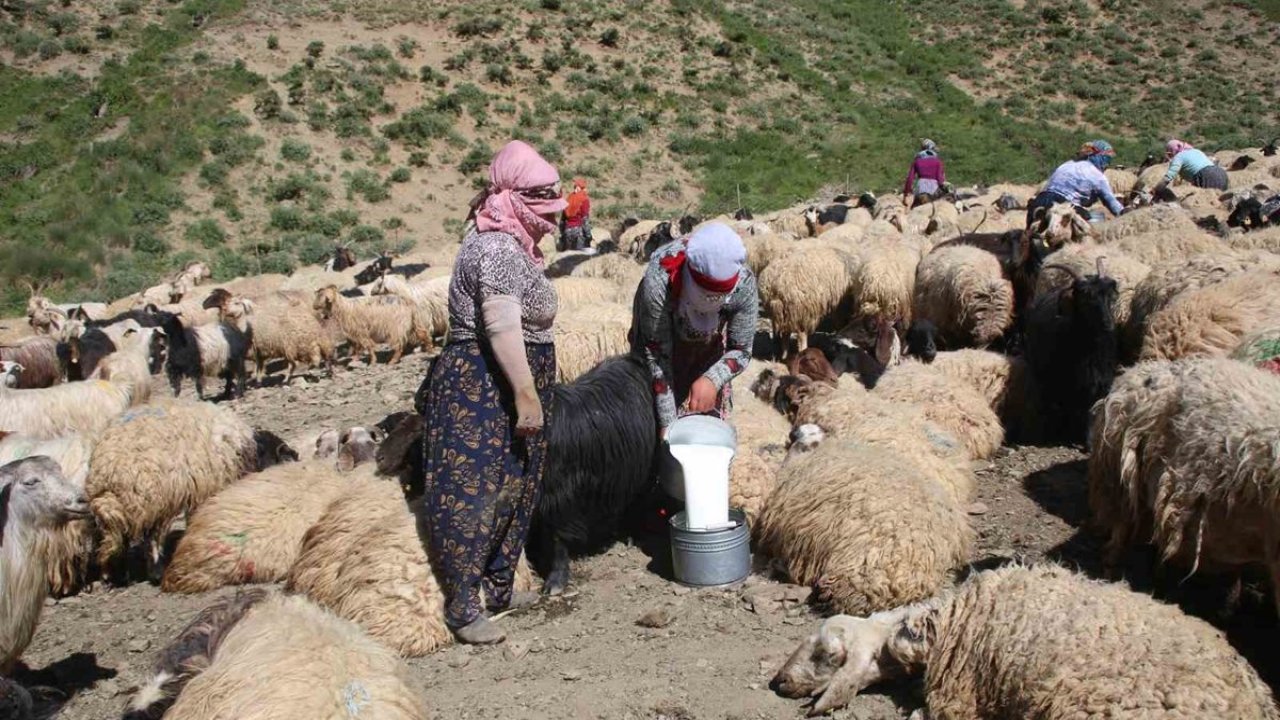 Hakkari’de kışlık süt mesaisi başladı