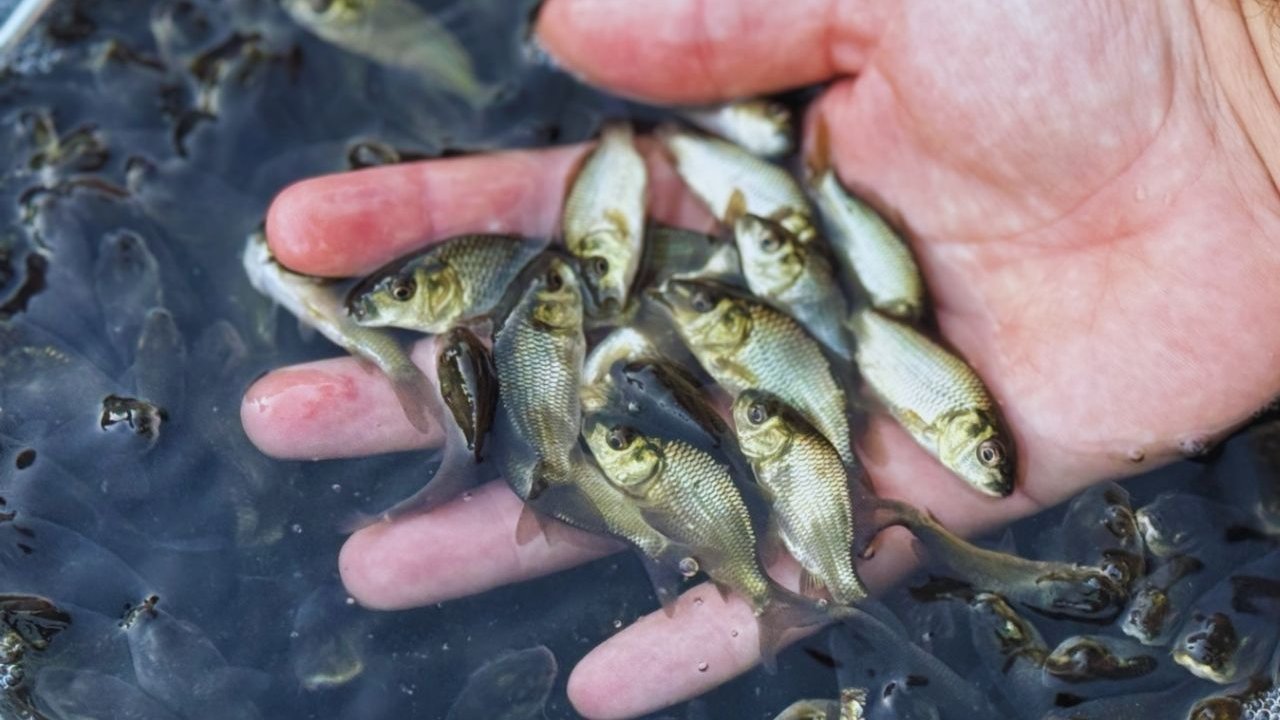 Diyarbakır’ın ardından Siirt’te de sazanlar suya bırakıldı