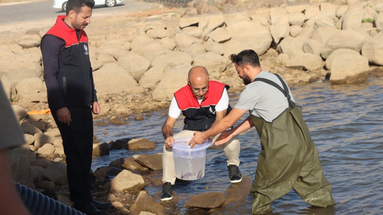 Diyarbakır ve Siirt’in ardından sazanlar bu sefer Şırnak’ta suya bırakıldı