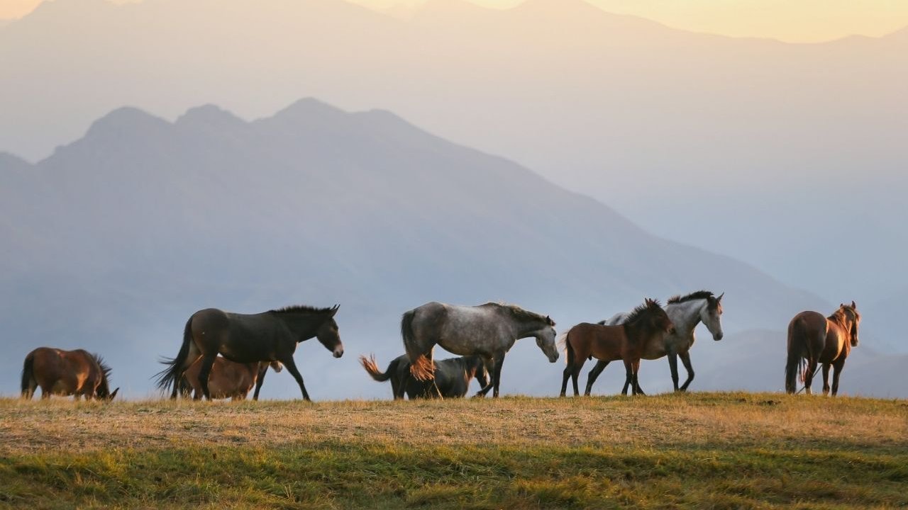 FOTO- Hakkari’de yılkı atları görüntülendi