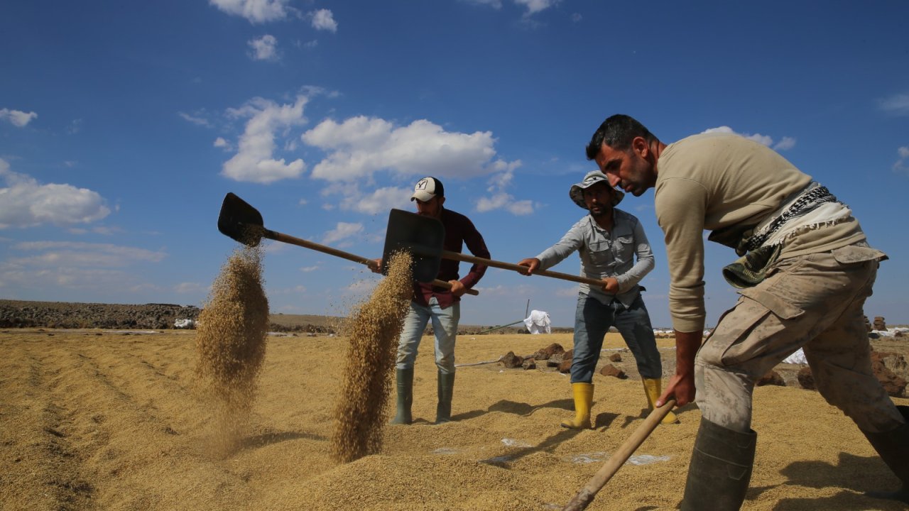 Diyarbakır’da tescilli Karacadağ pirincinin hasadına başlanıldı