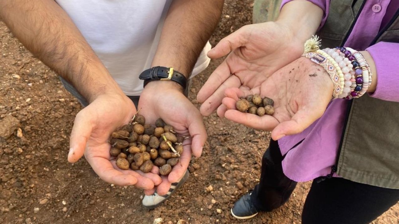 Siirt’te salep üretimi: Deneme için hazırlıklar yapıldı