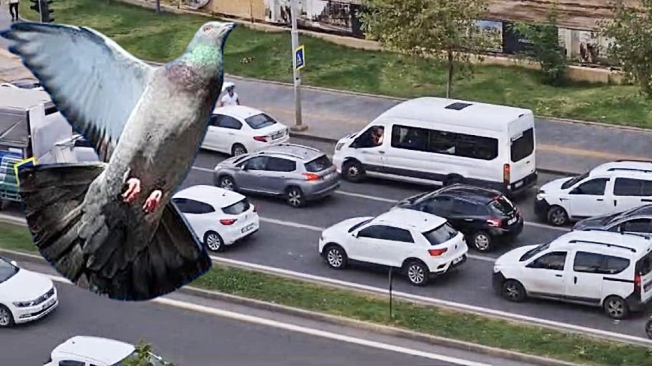 Diyarbakır’da güvercin trafiği birbirine kattı