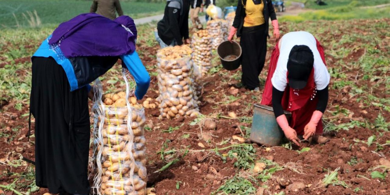 İlçede patates hasadı başladı