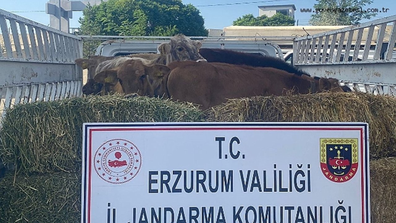 Erzurum’da büyükbaş hayvan çalan 2 kişi tutuklandı