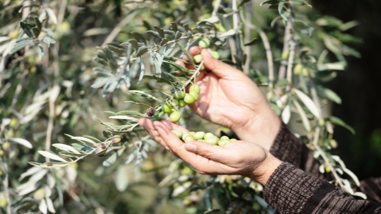 Tescilli lezzet pazara indi: Kilosu ne kadar?