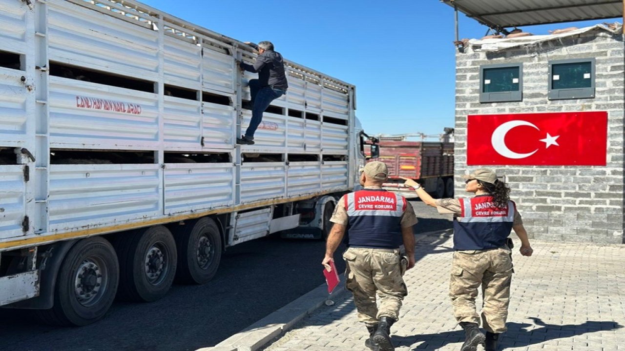 Diyarbakır Valiliği duyurdu: 384 hayvan ve 4 araca el konuldu