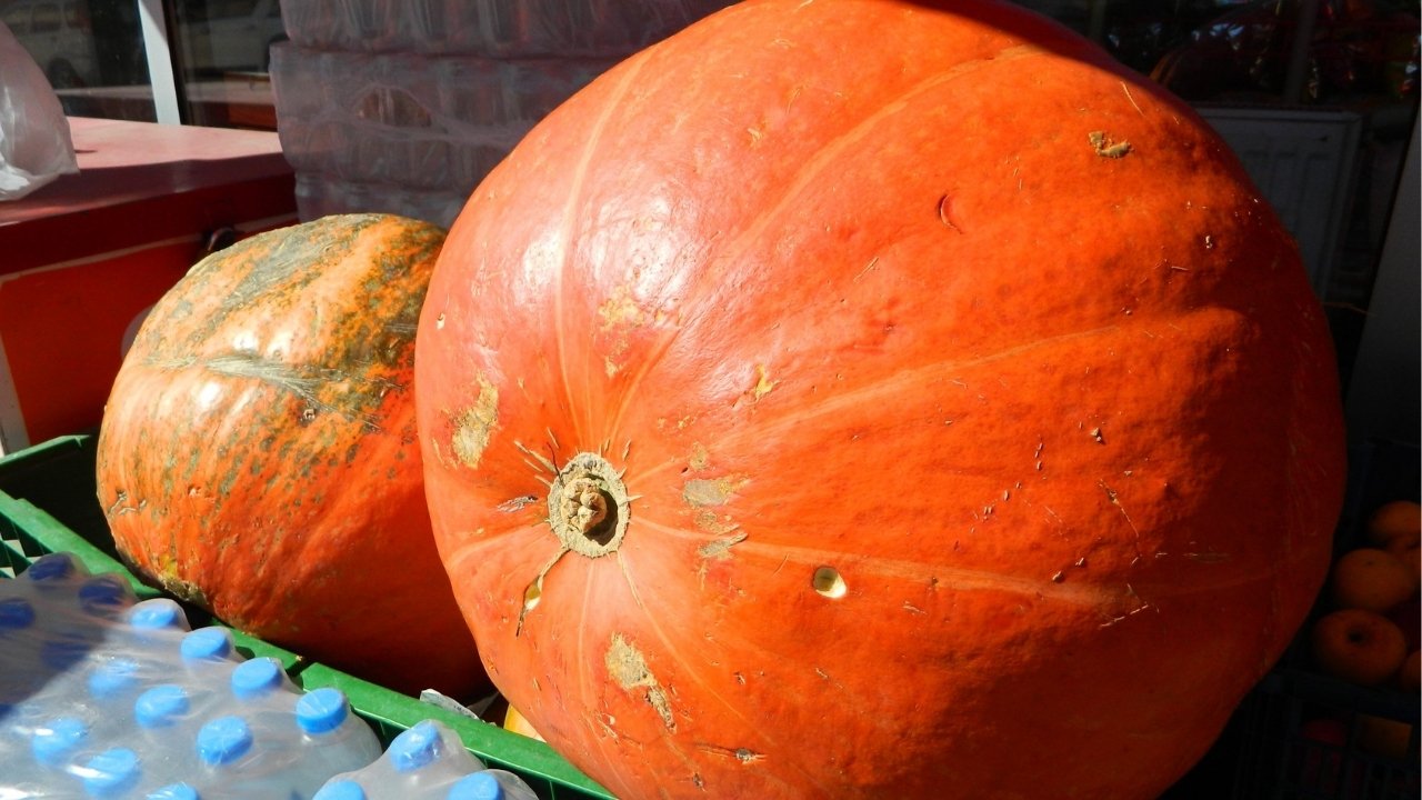 Ardahan’da 36 kilogramlık kabak ilgi odağı oldu