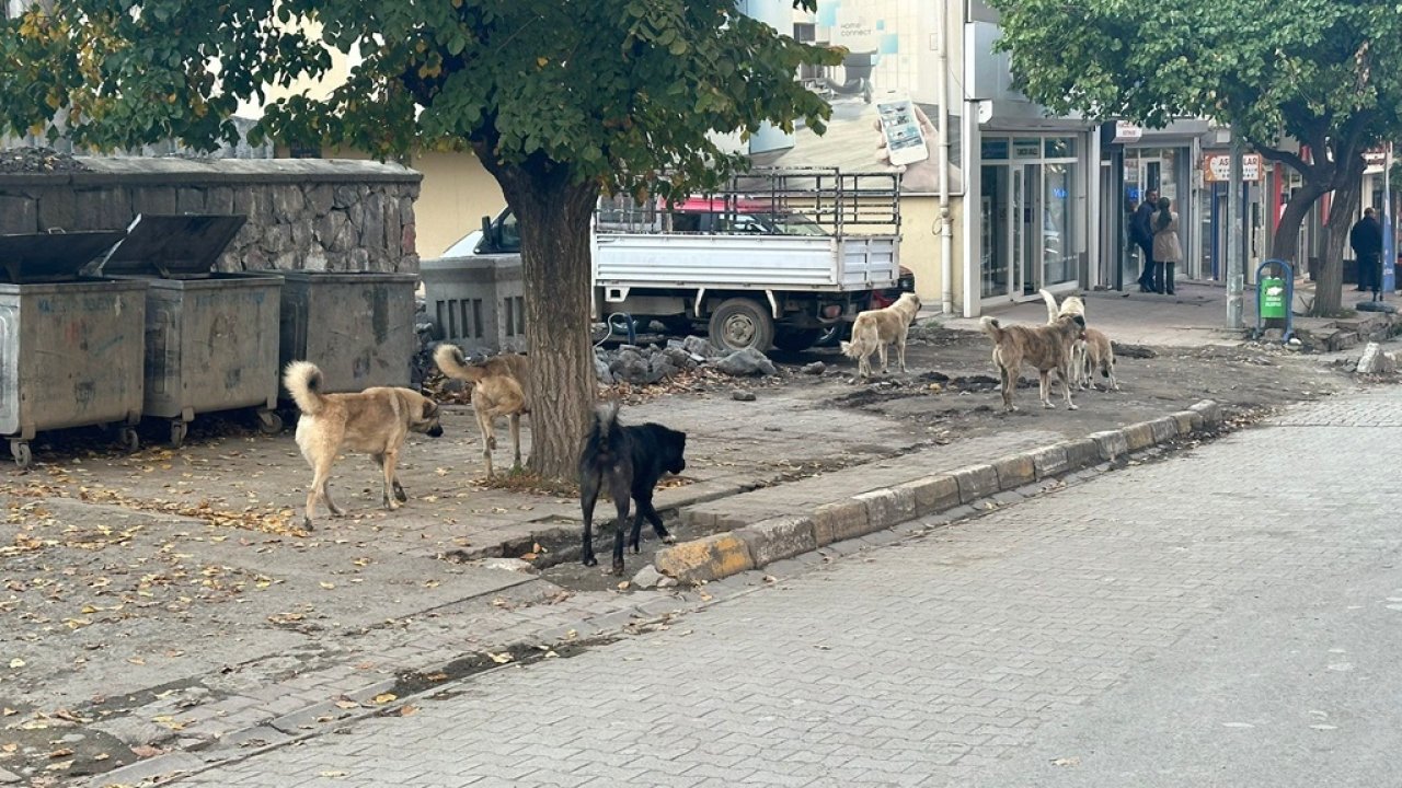 Başıboş köpekler tehlike saçıyor