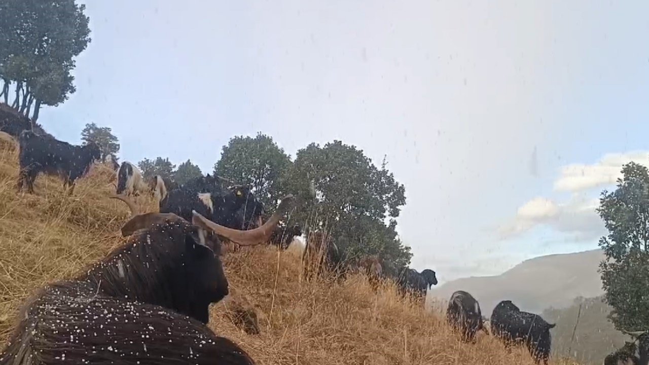 Muş’ta küçükbaş hayvanlar kar ve tipiye yakalandı