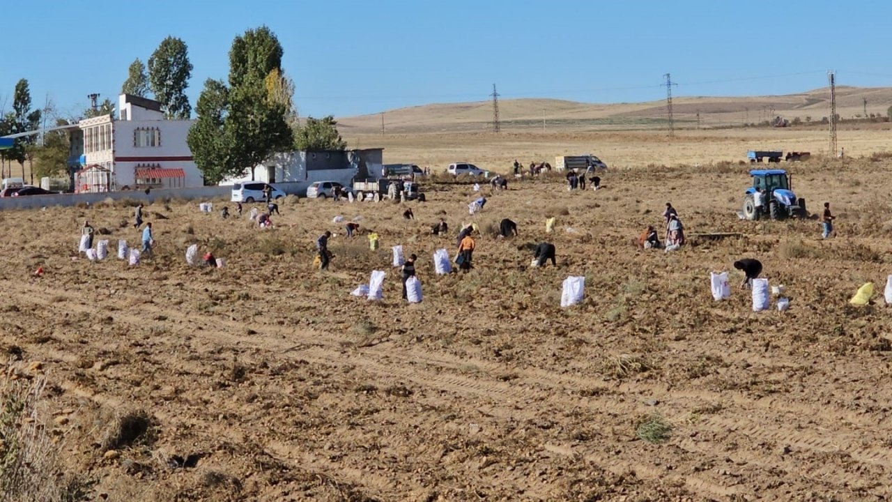 Bitlis'te haberi duyan tarlaya akın etti