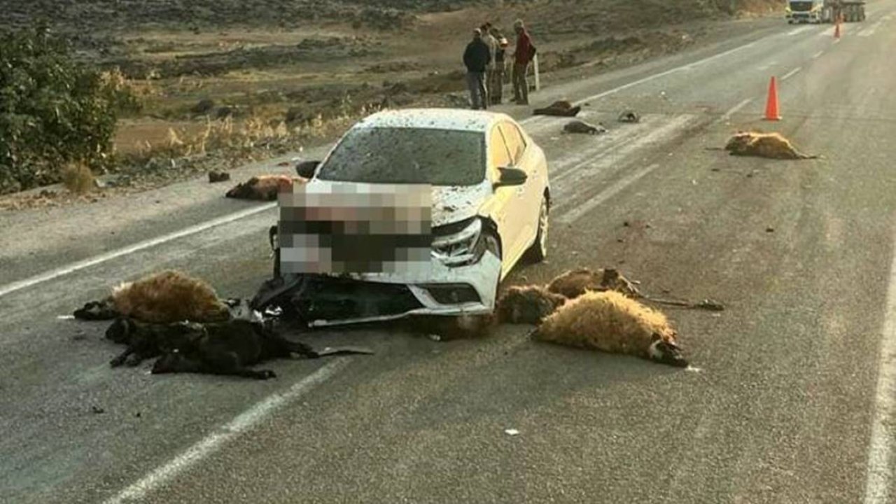 Otomobil hayvan sürüsünün arasına daldı: 17 hayvan öldü