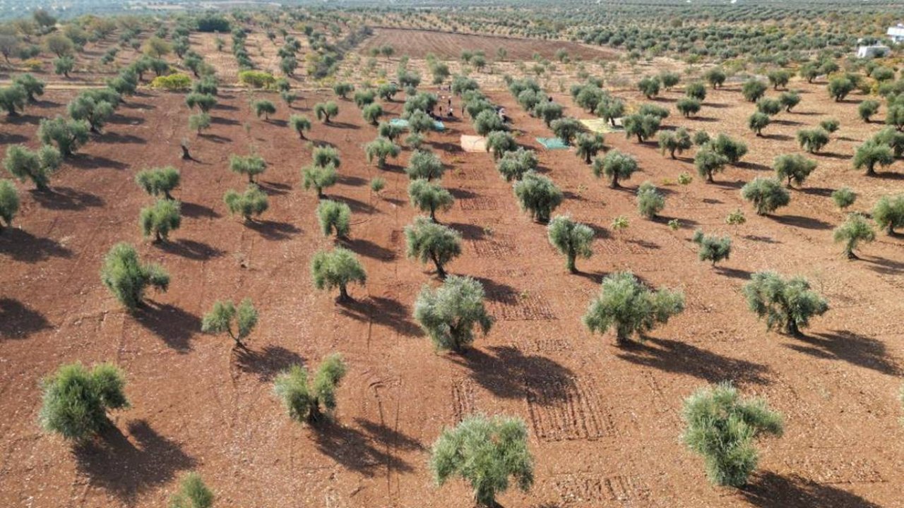 Zeytin hasadı başladı: Hedef 10 bin ton