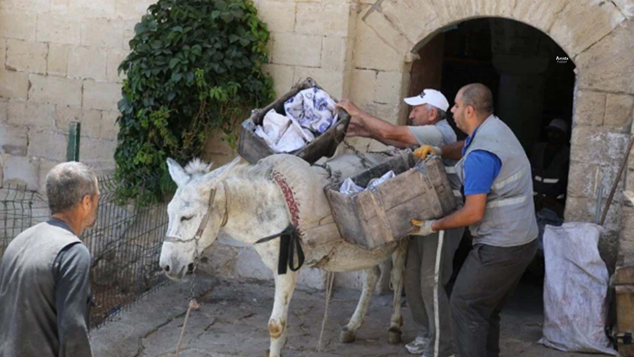 Mardin'de çöp taşıyan eşekler emekli oluyor