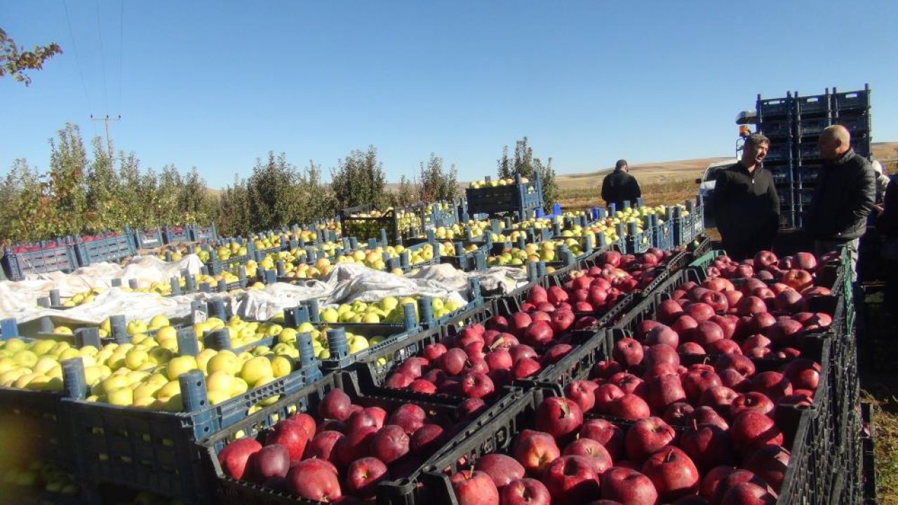 Ahlat’ta elma bereketi: Tek bahçeden 200 ton mahsul çıktı