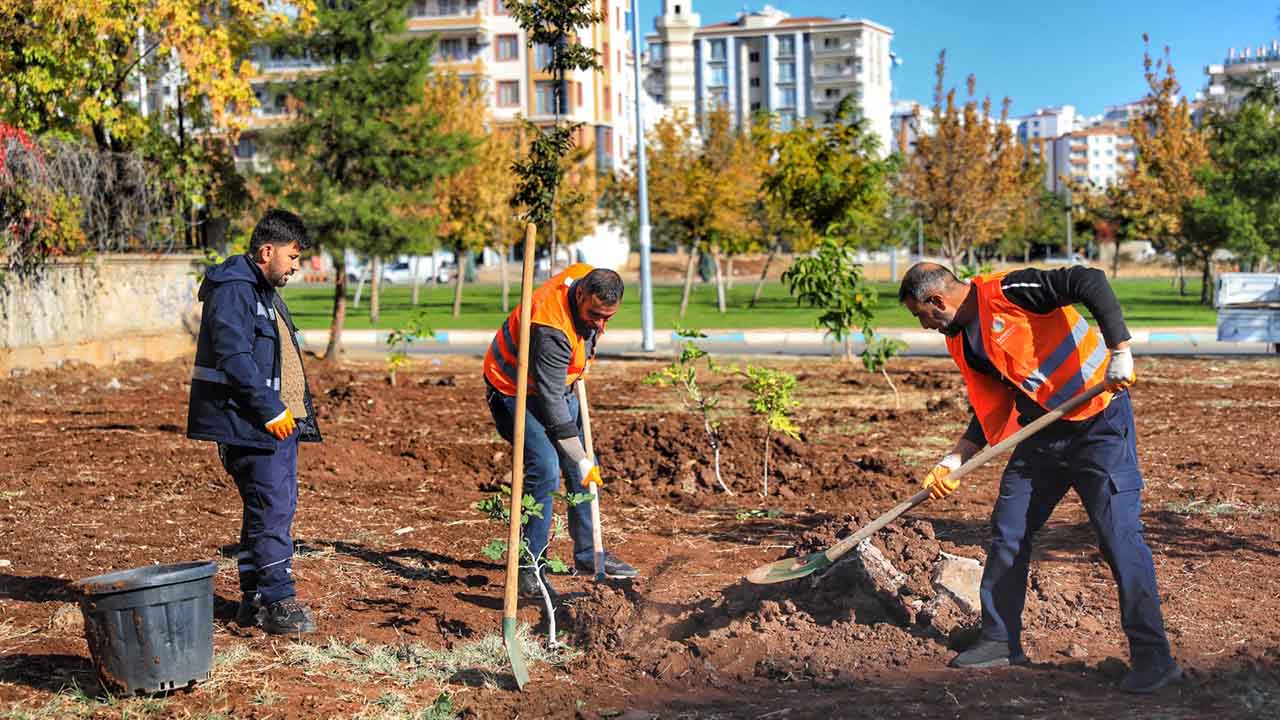 Diyarbakır’da ‘ağaç’ seferberliği