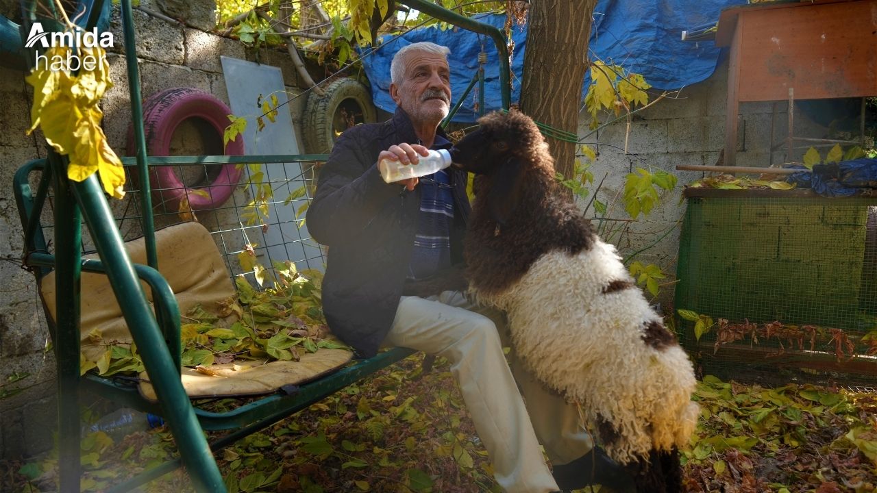 Muş'ta bir Kuzunun duygusal hikayesi: Maşallah ve Fulya