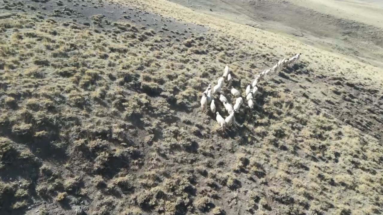 Vanlı öğretmen kaybolan koyunları dronla 30 buldu