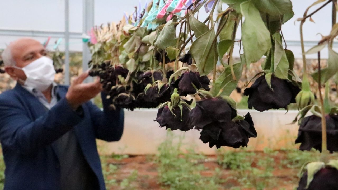 Şanlıurfa’da karagül hasadı başladı