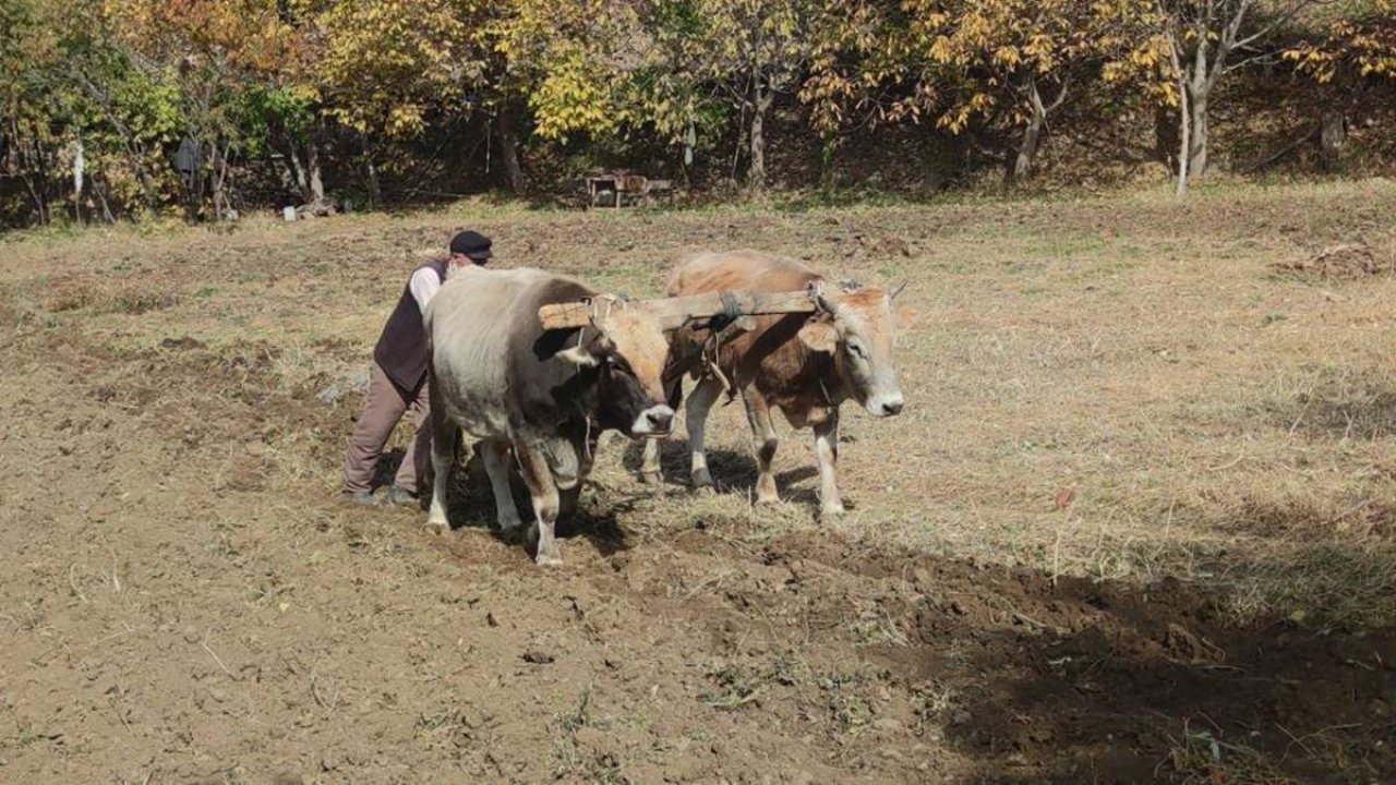 Bitlis'in dik yamaçlarına traktör girmiyor: Tarlada öküz kullanılıyor