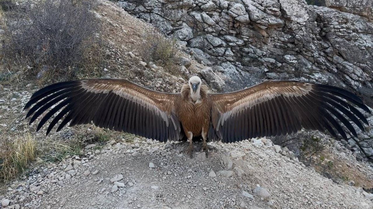 Şırnak'ta yaralı akbaba tedavinin ardından doğaya salındı