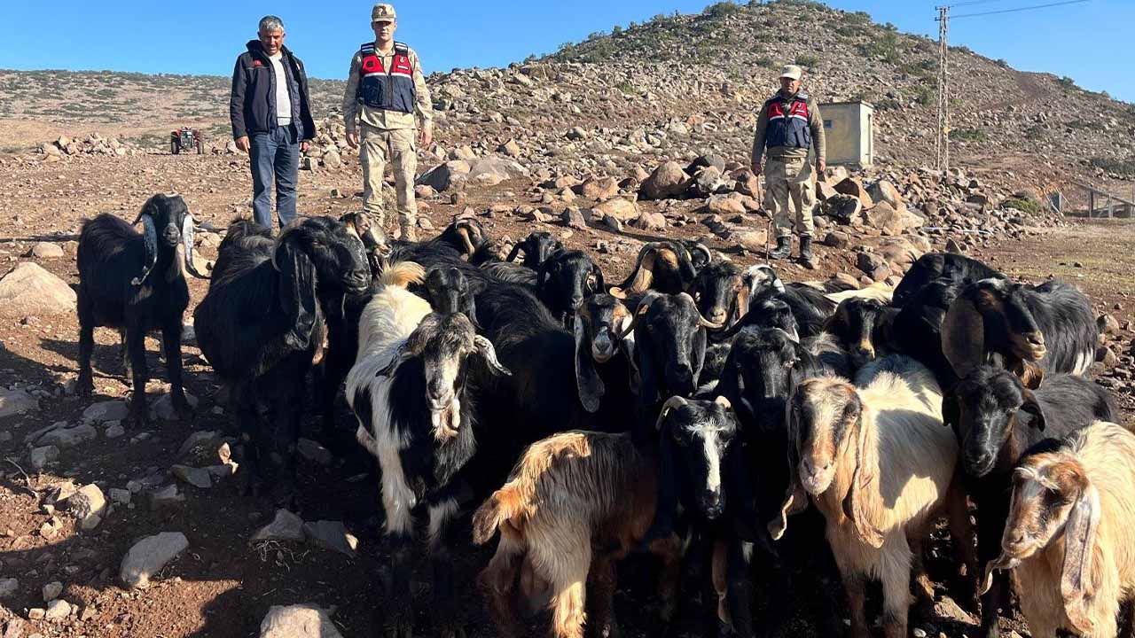 Kilis'te kaybolan küçükbaş hayvanlar jandarma ekiplerince bulundu