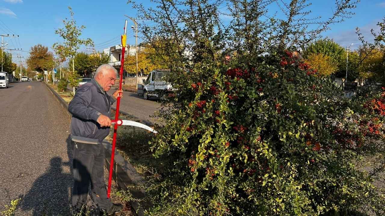 Adıyaman'da ağaçlar budanıyor