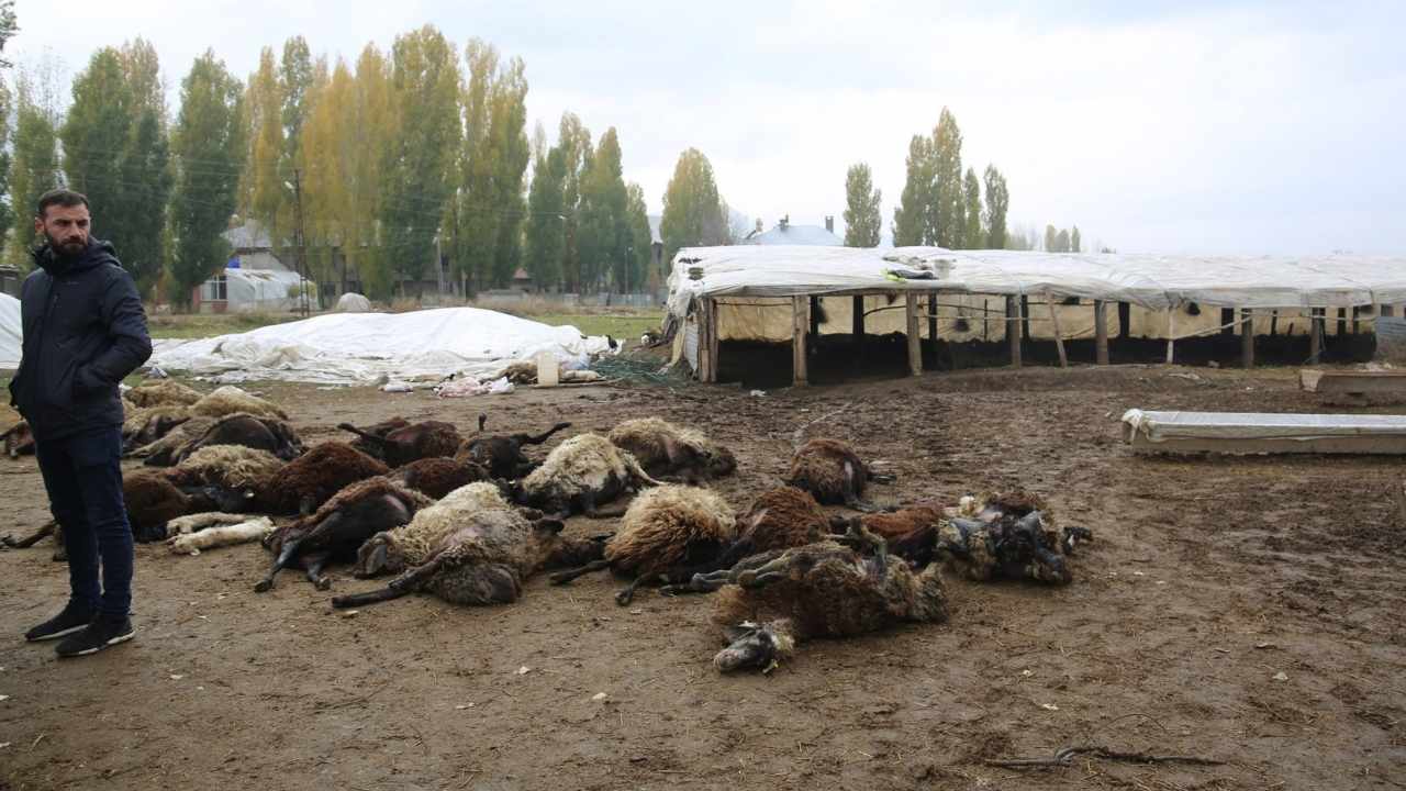 Muş'ta kurtlar sürüye daldı, 50 koyun telef oldu