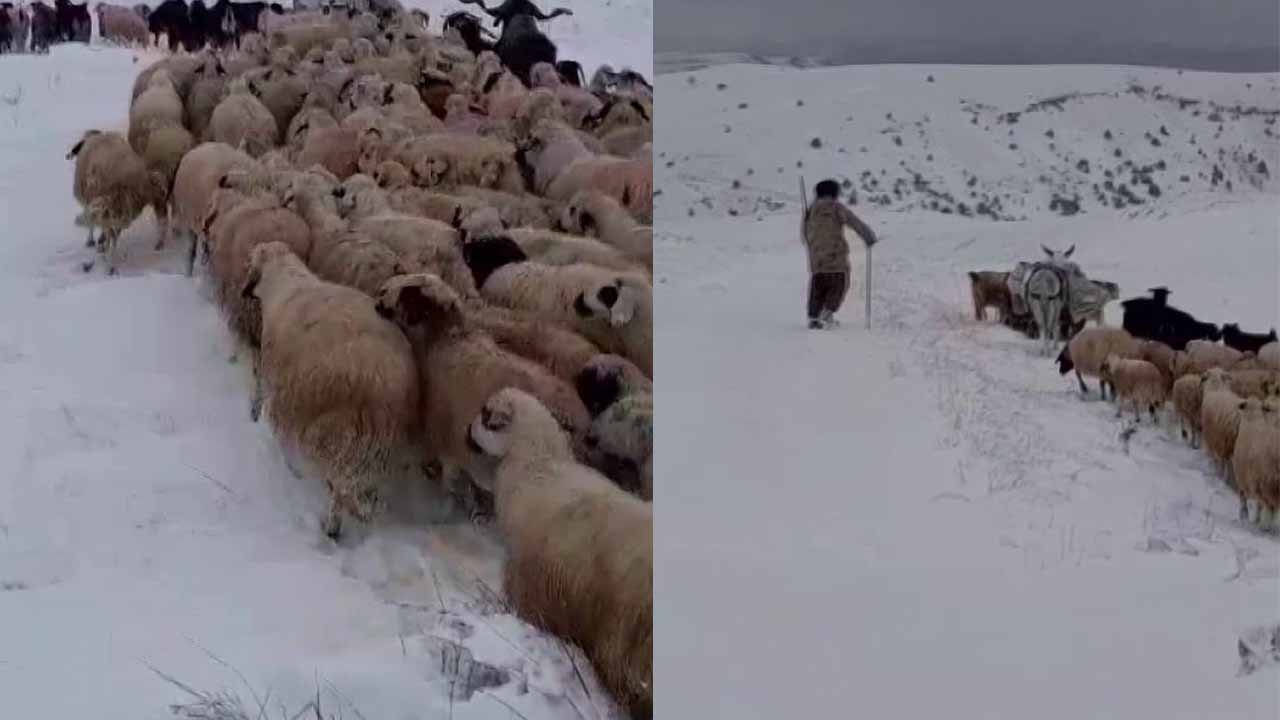 Tunceli’de sürü sahipleri kar ve tipiye yakalandı