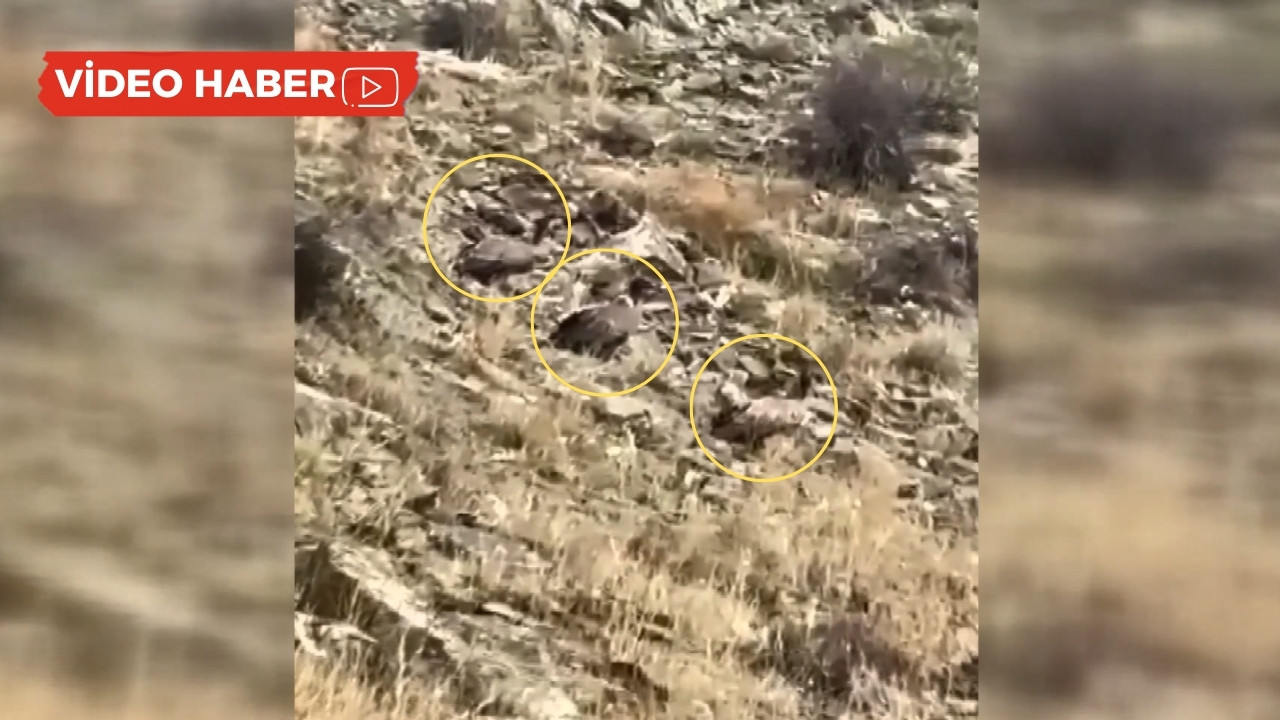 VİDEO- Hakkari’de akbabalar sürü halinde görüntülendi