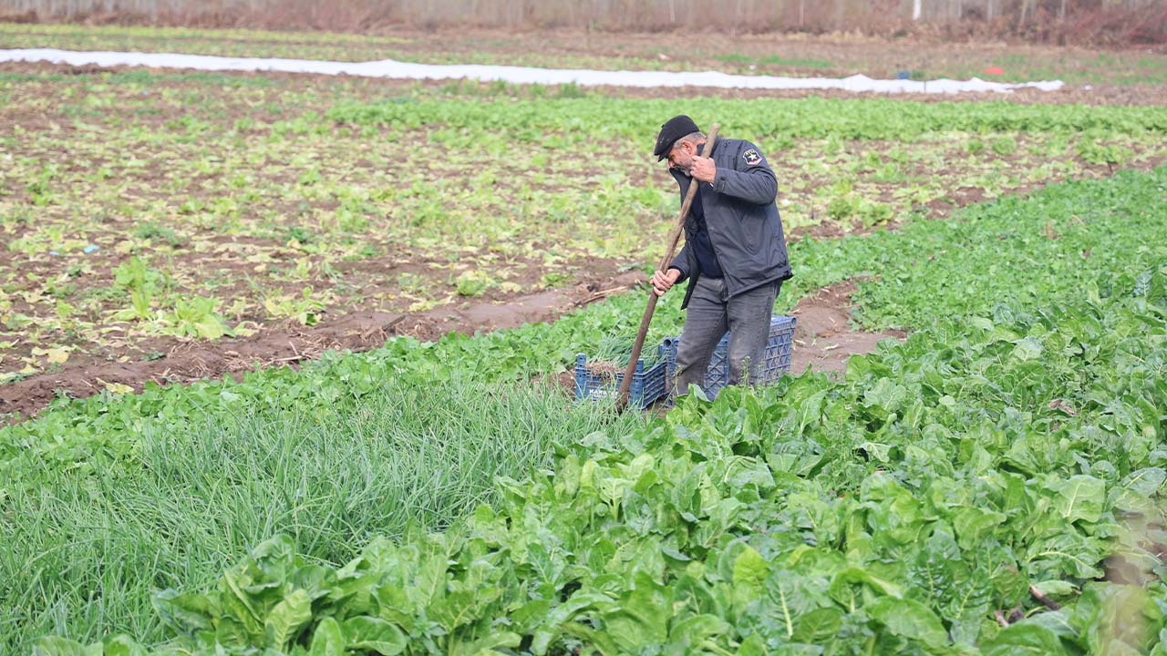 Diyarbakır Hevsel Bahçeleri'nde son hasat