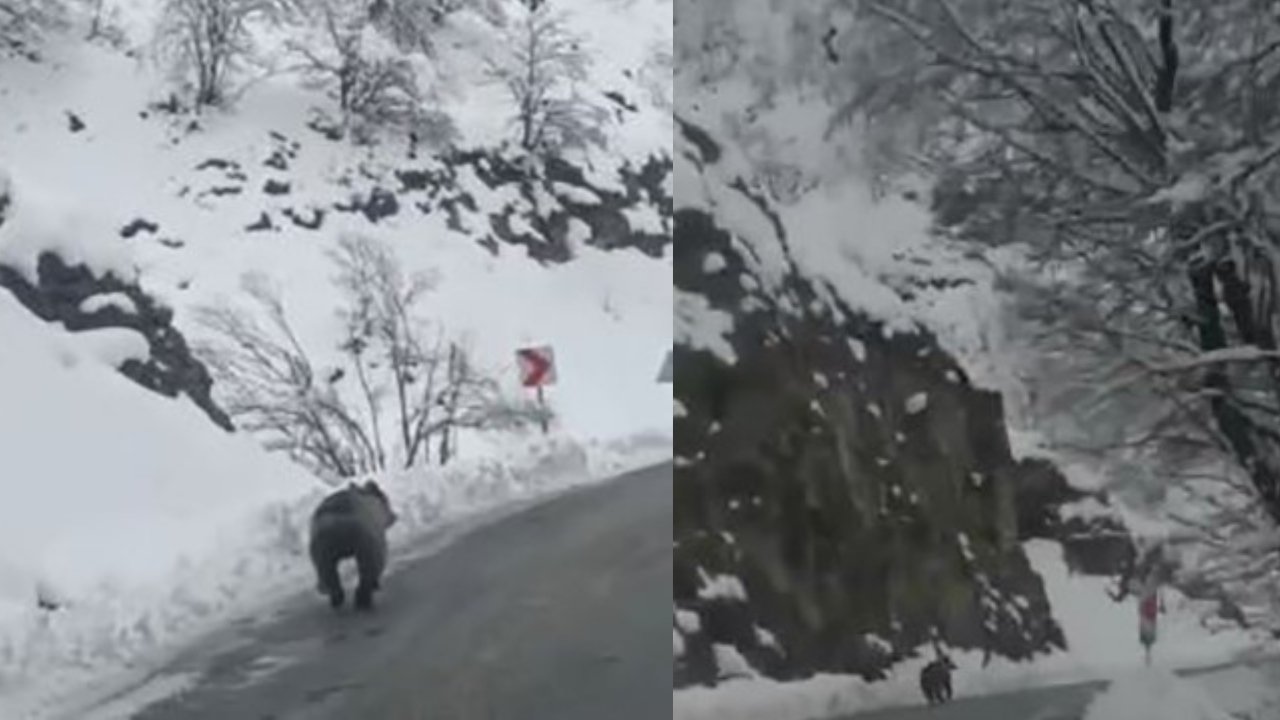 Tunceli'ye kış ayında ayılar yollara düştü