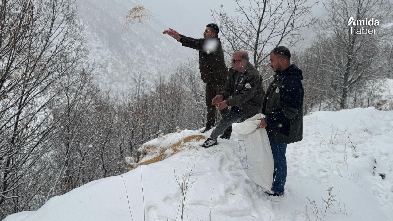 Siirt’te yaban hayvanları için doğaya yem bırakıldı