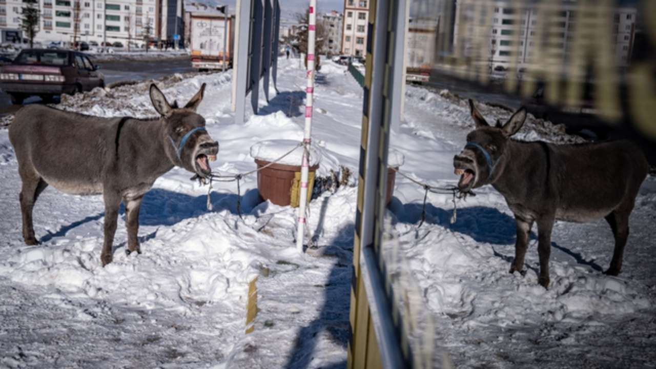 Erzurum'da soğukta bulunan eşek barınağa gönderildi