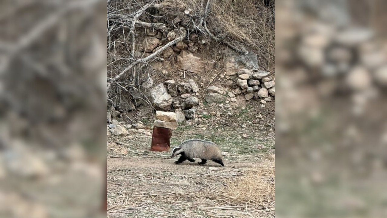 Mardin’de porsuk görüldü