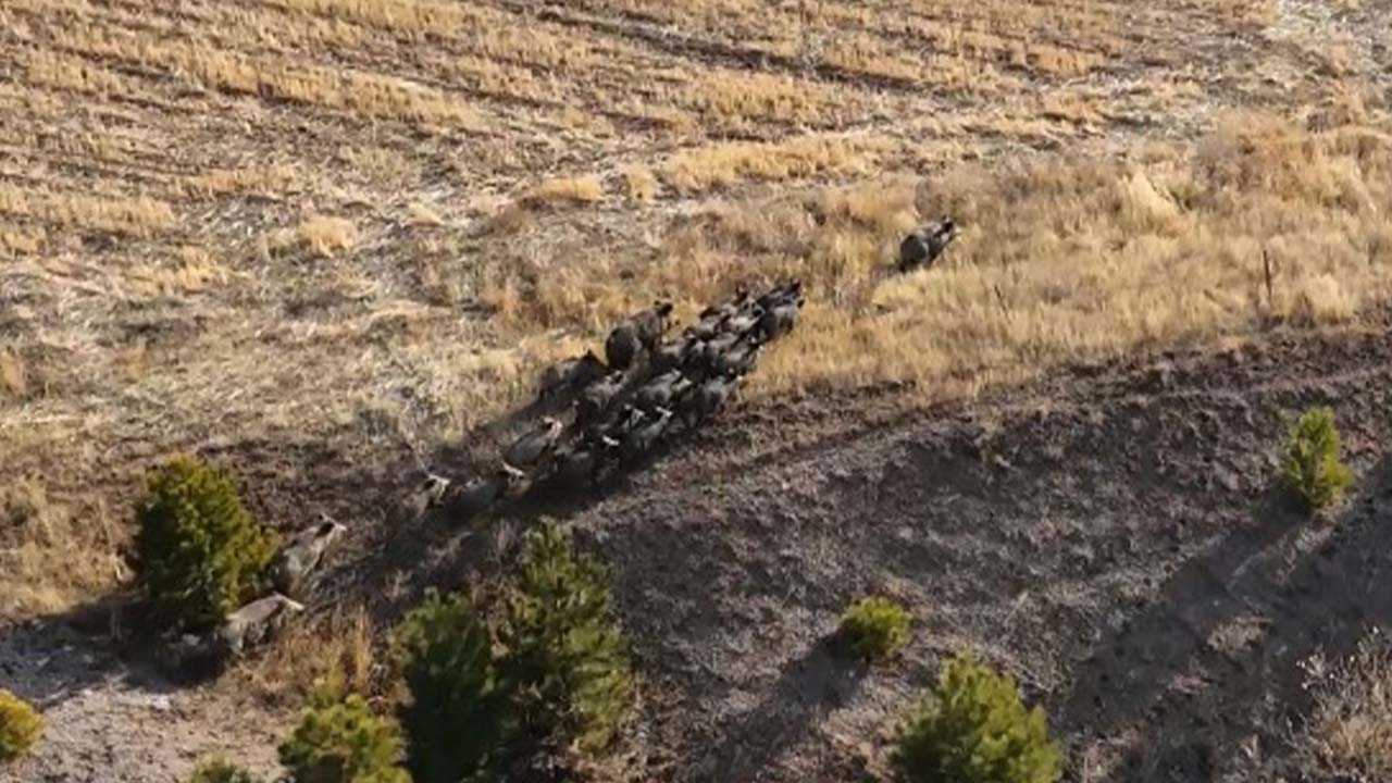 Bitlis’te domuz sürüsü görüldü